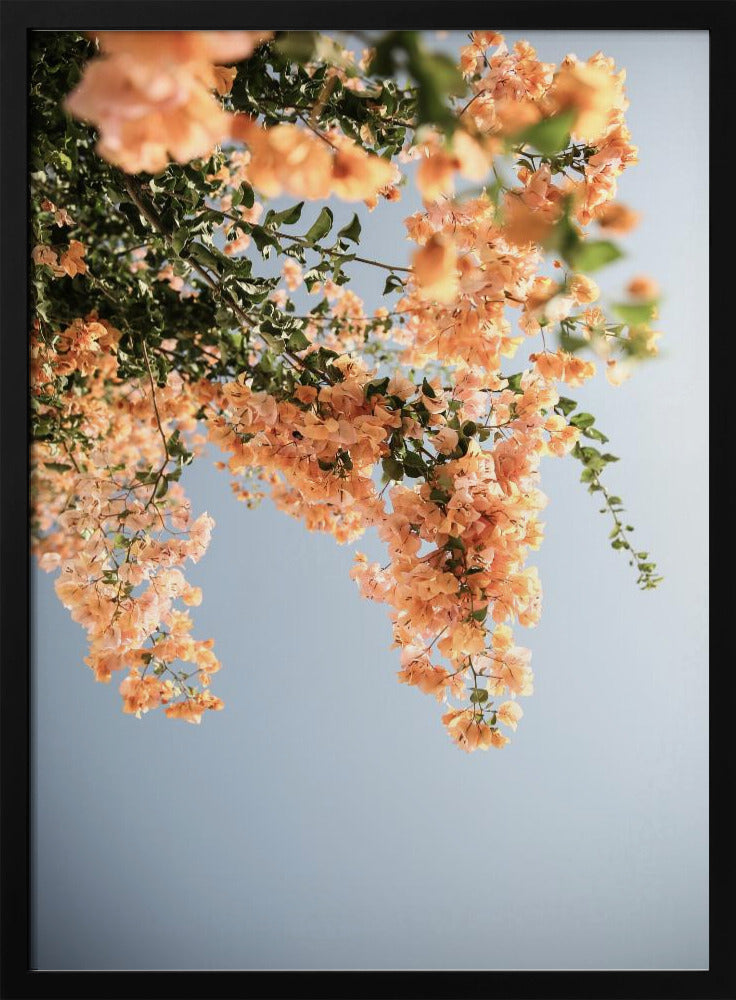 Gouden Bloesem Dans | Poster