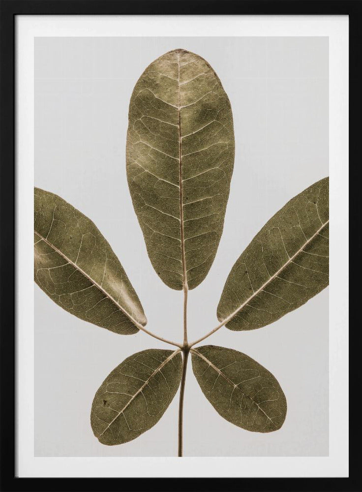 Vijfbladige Harmonie | Poster