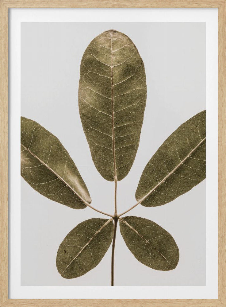 Vijfbladige Harmonie | Poster