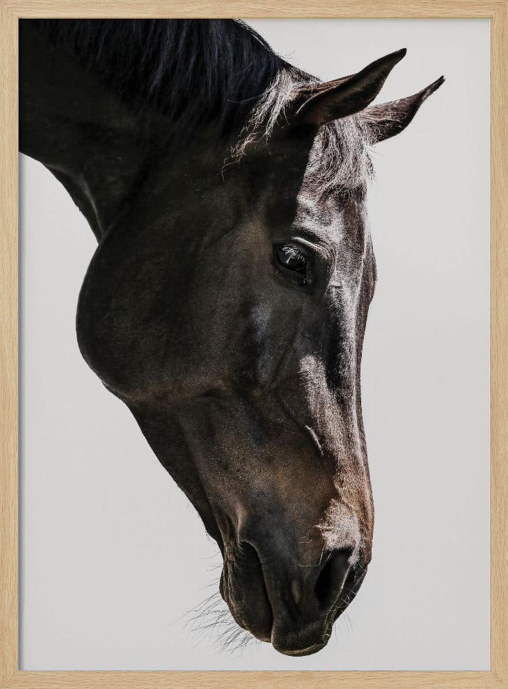 Zachte paardenblik | Poster
