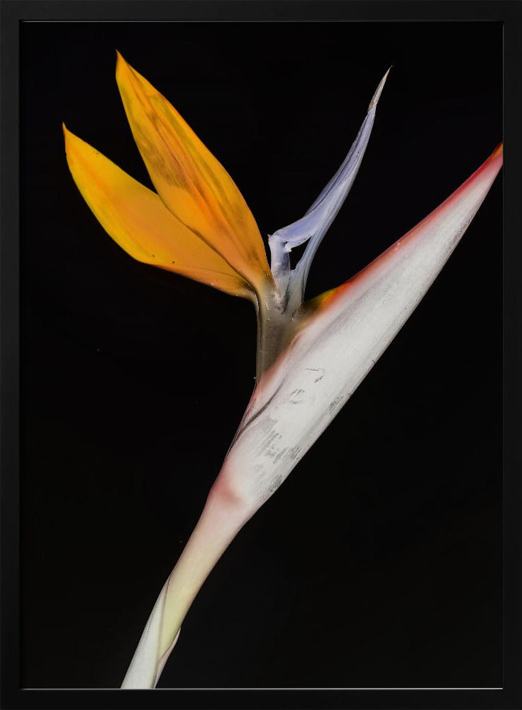 Paradijsvogel | Poster