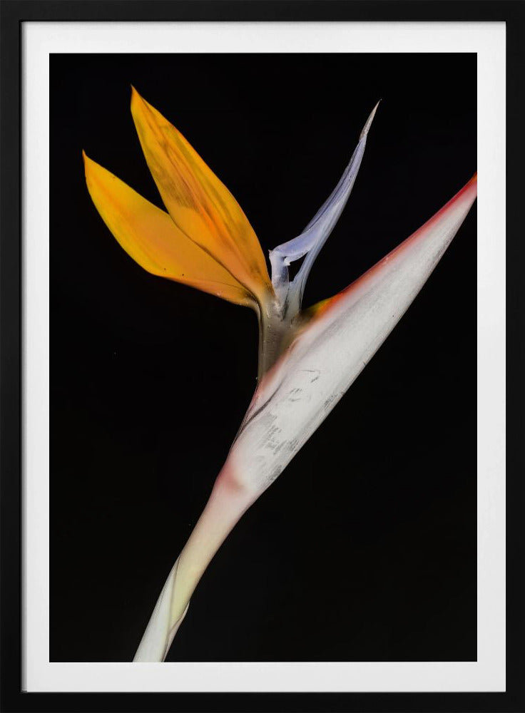 Paradijsvogel | Poster