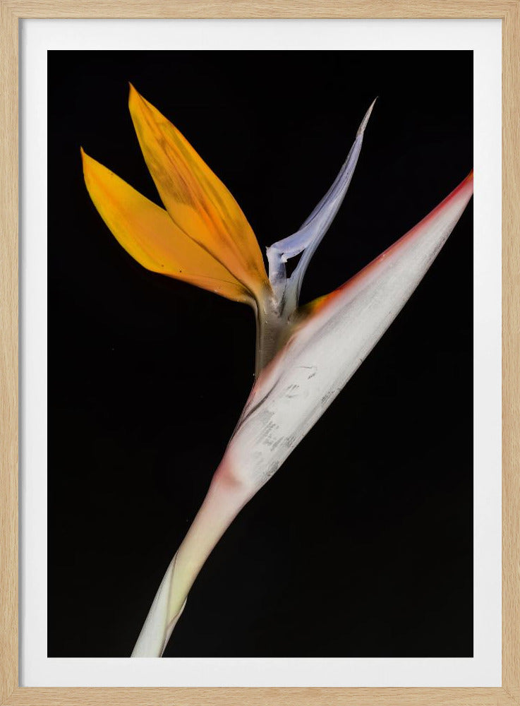 Paradijsvogel | Poster