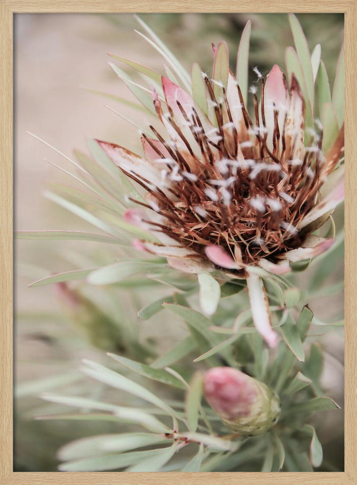 Zachte Bloei Elegantie | Poster