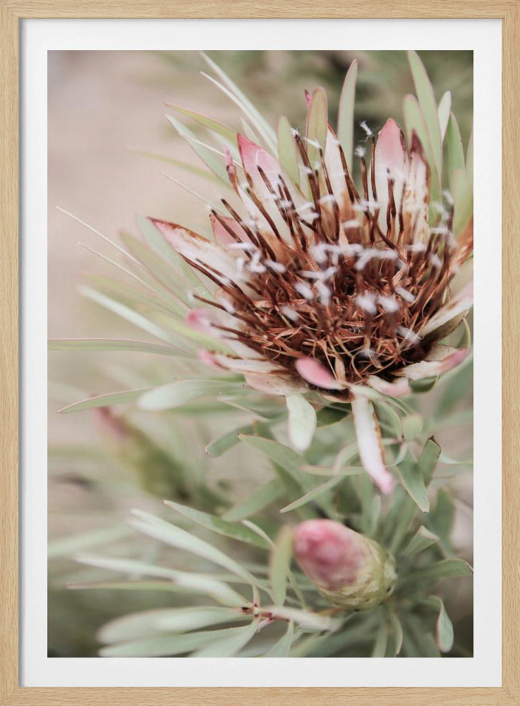 Zachte Bloei Elegantie | Poster