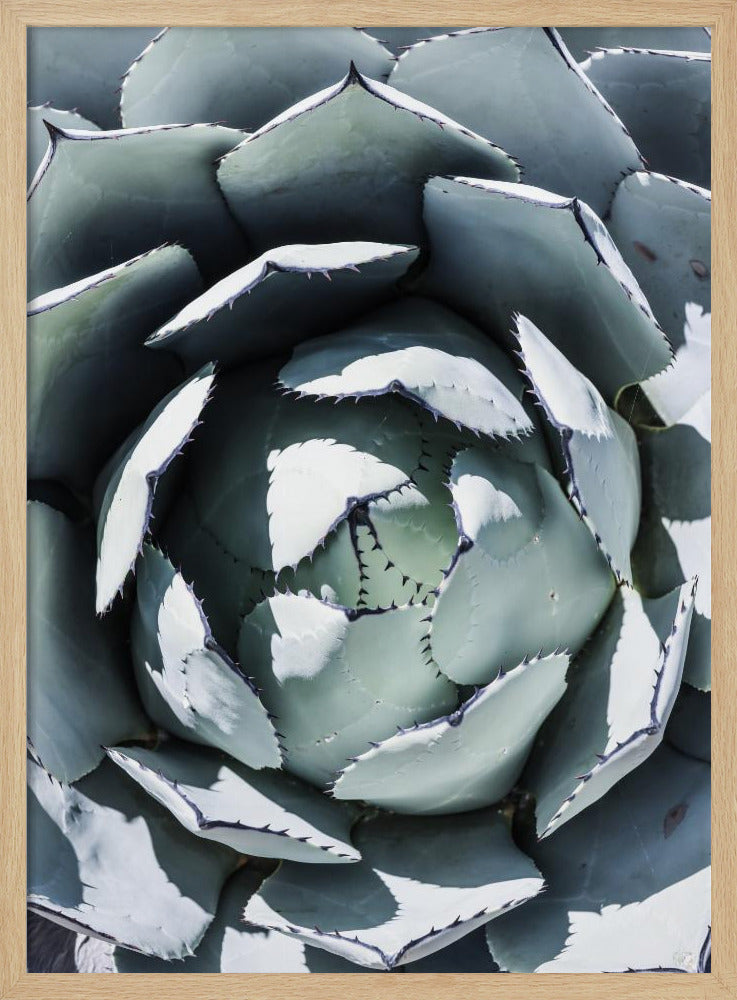 Agave Spiral Dance | Poster