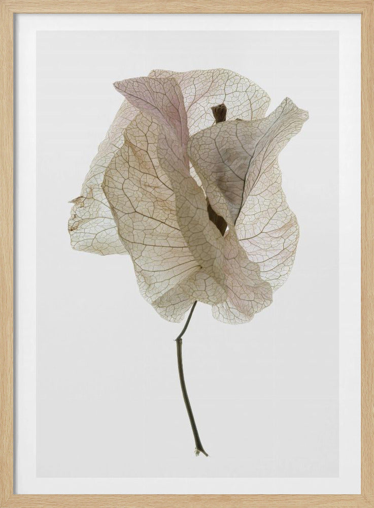 Bloemblaadjesfluistering | Poster