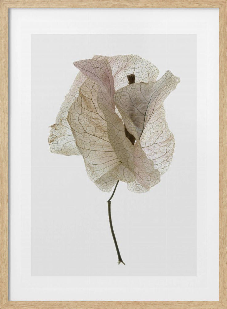 Bloemblaadjesfluistering | Poster