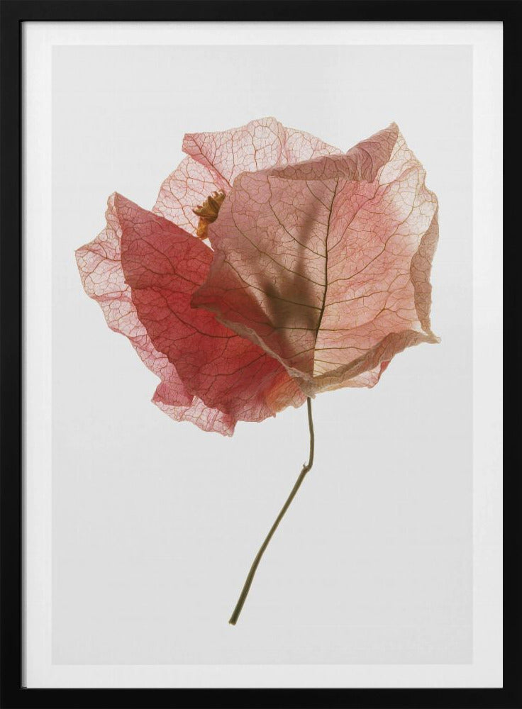 Bloemblaadjesfluistering | Poster