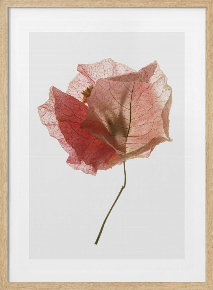 Bloemblaadjesfluistering | Poster