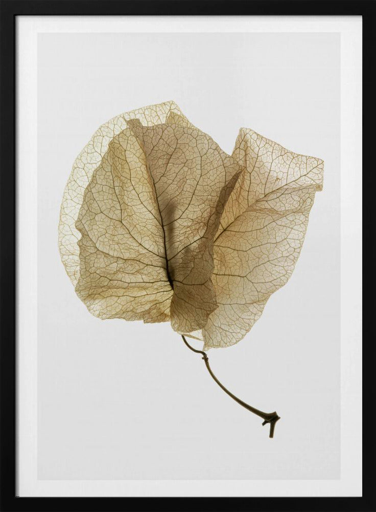 Fijne bladnerven | Poster