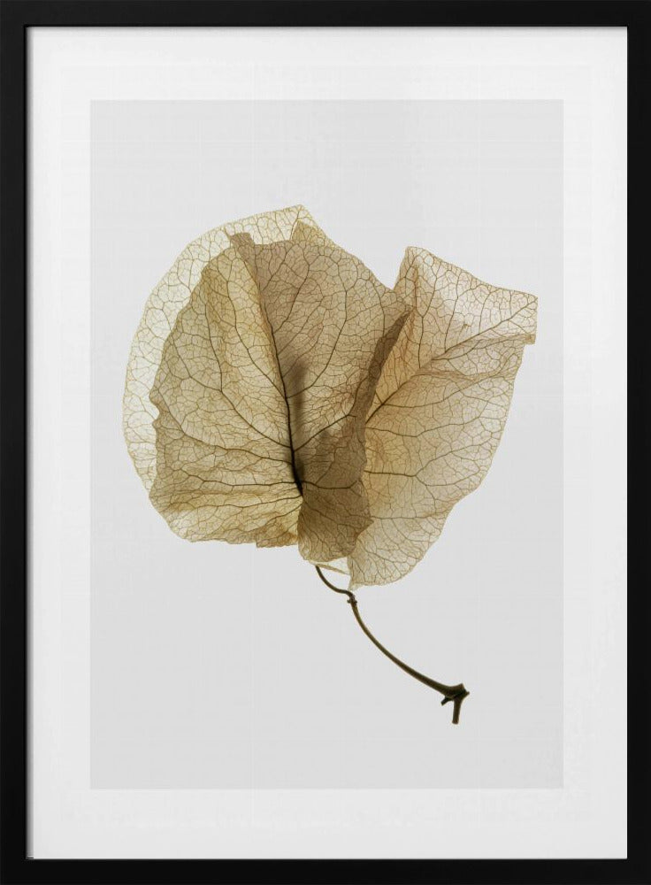 Fijne bladnerven | Poster