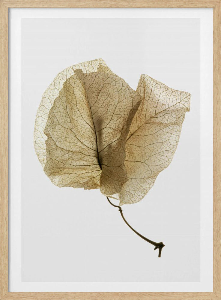 Fijne bladnerven | Poster