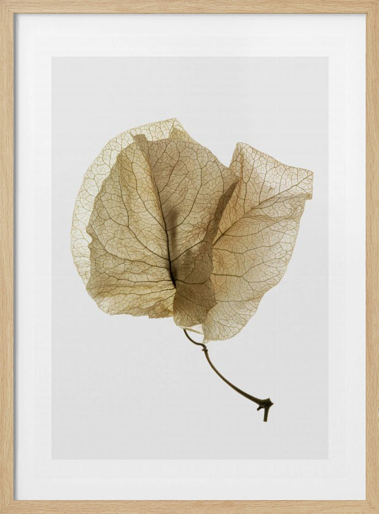 Fijne bladnerven | Poster