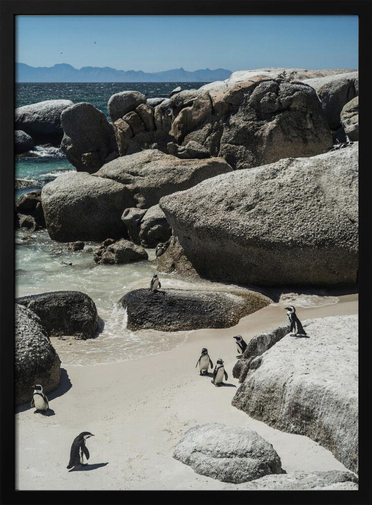 Pinguïnbaai Sereniteit | Poster