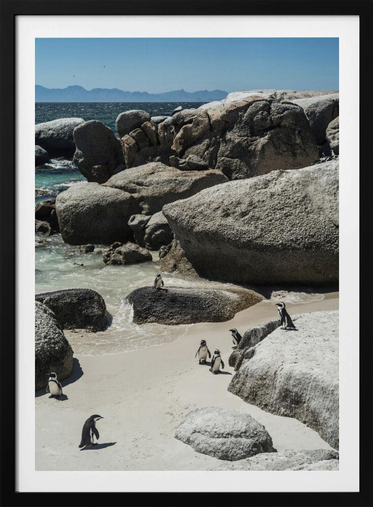Pinguïnbaai Sereniteit | Poster
