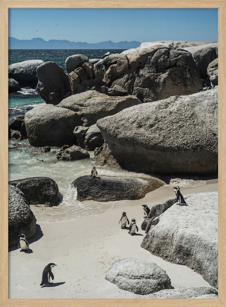 Pinguïnbaai Sereniteit | Poster