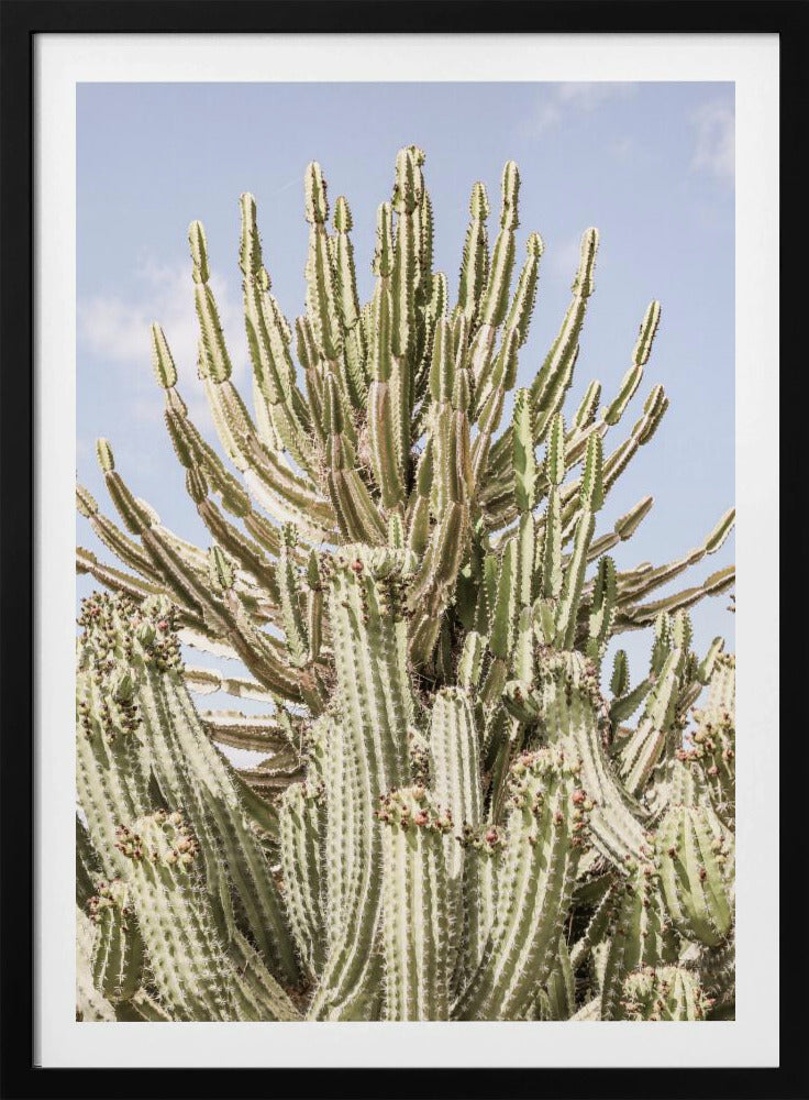 Cactus Symphony | Poster