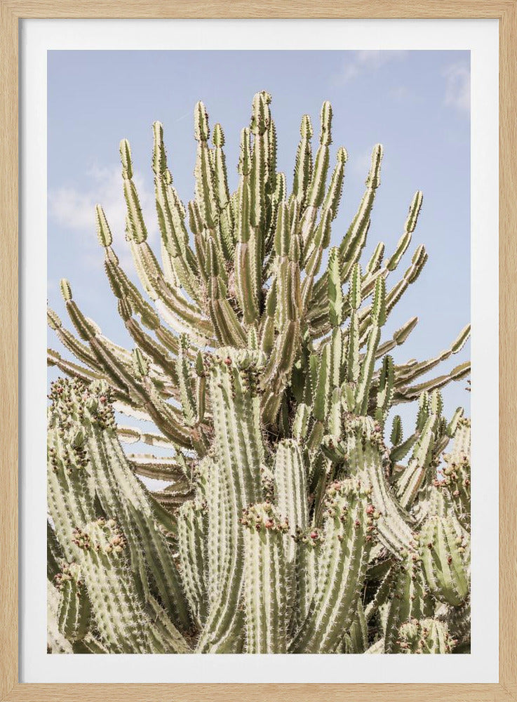 Cactus Symfonie | Poster