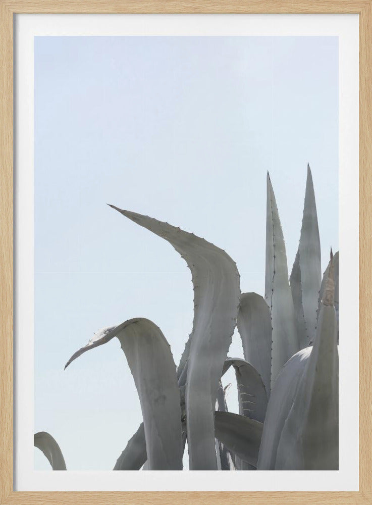Azuurblauwe Agave Dromen | Poster
