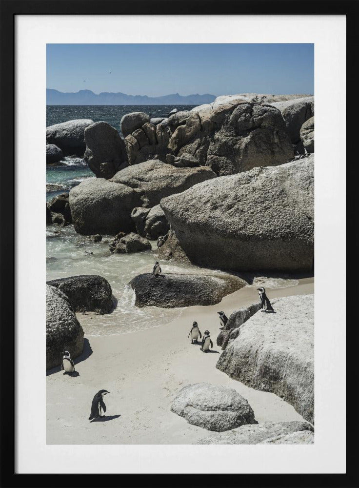 Kustwandeling van pinguïns | Poster