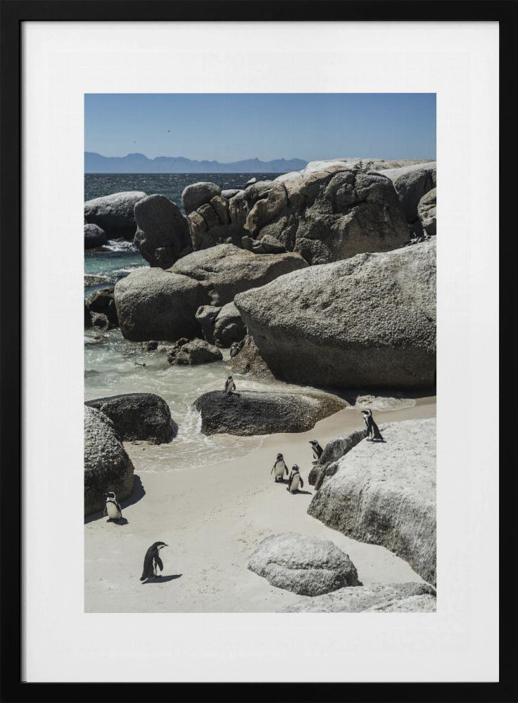 Kustwandeling van pinguïns | Poster