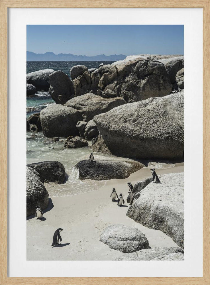 Kustwandeling van pinguïns | Poster