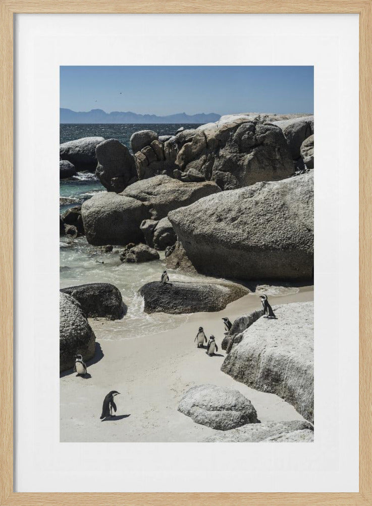 Kustwandeling van pinguïns | Poster