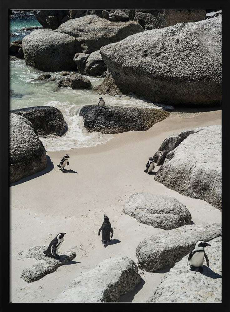 Pinguïnstrandwandeling | Poster