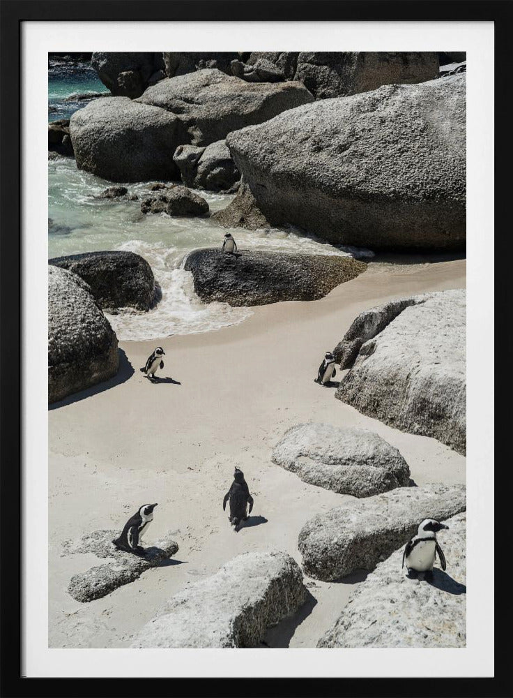 Pinguïnstrandwandeling | Poster