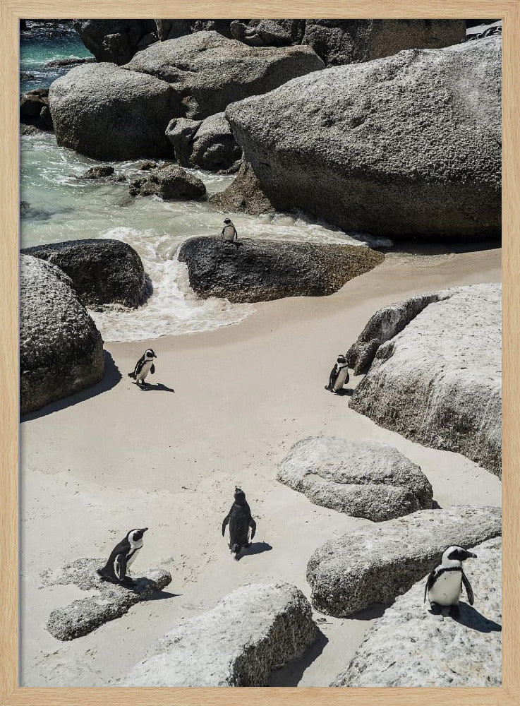 Pinguïnstrandwandeling | Poster