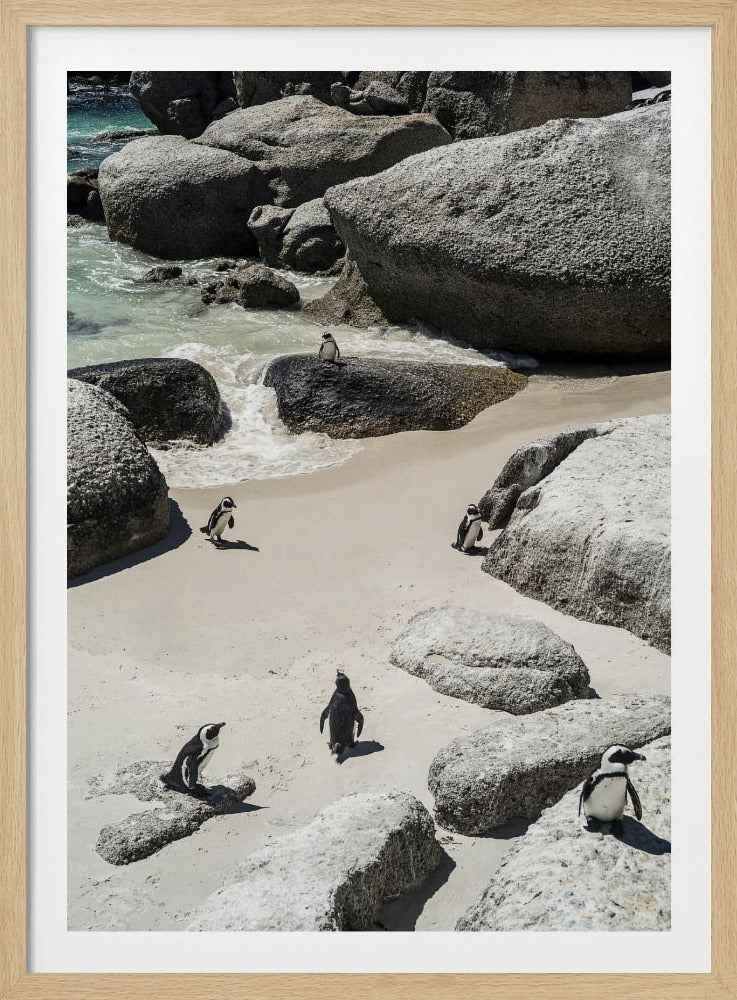 Pinguïnstrandwandeling | Poster