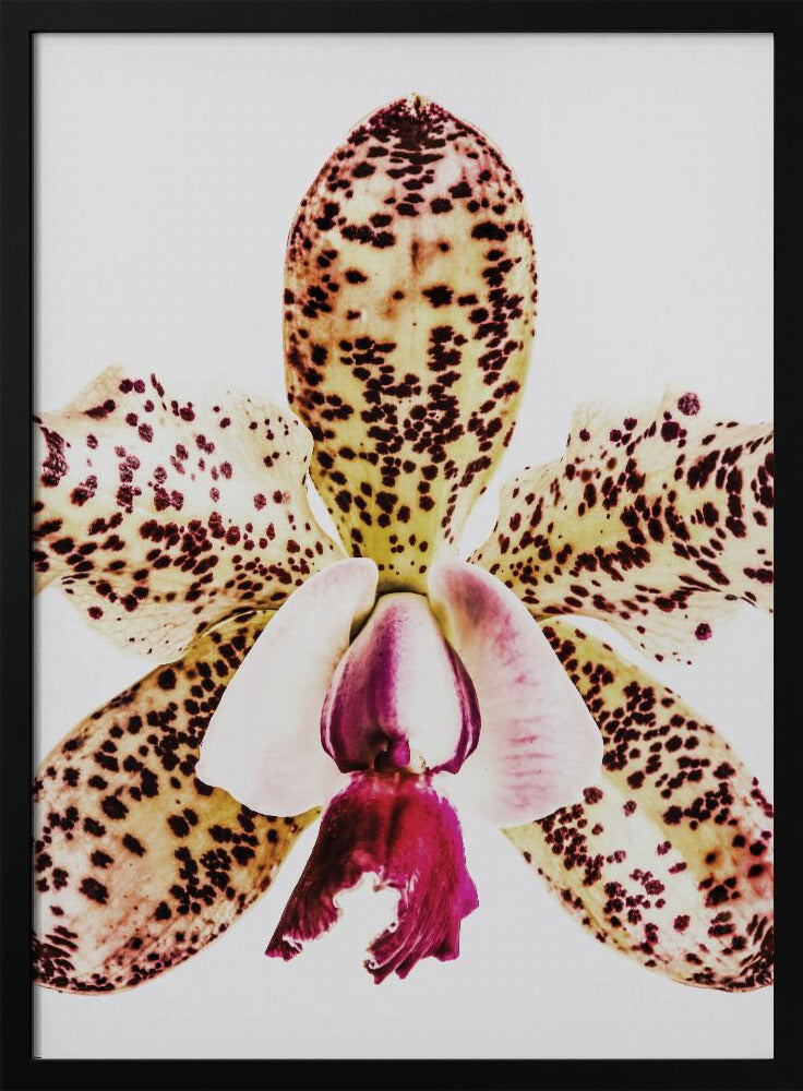 Gevlekte orchideeënuitbarsting | Poster
