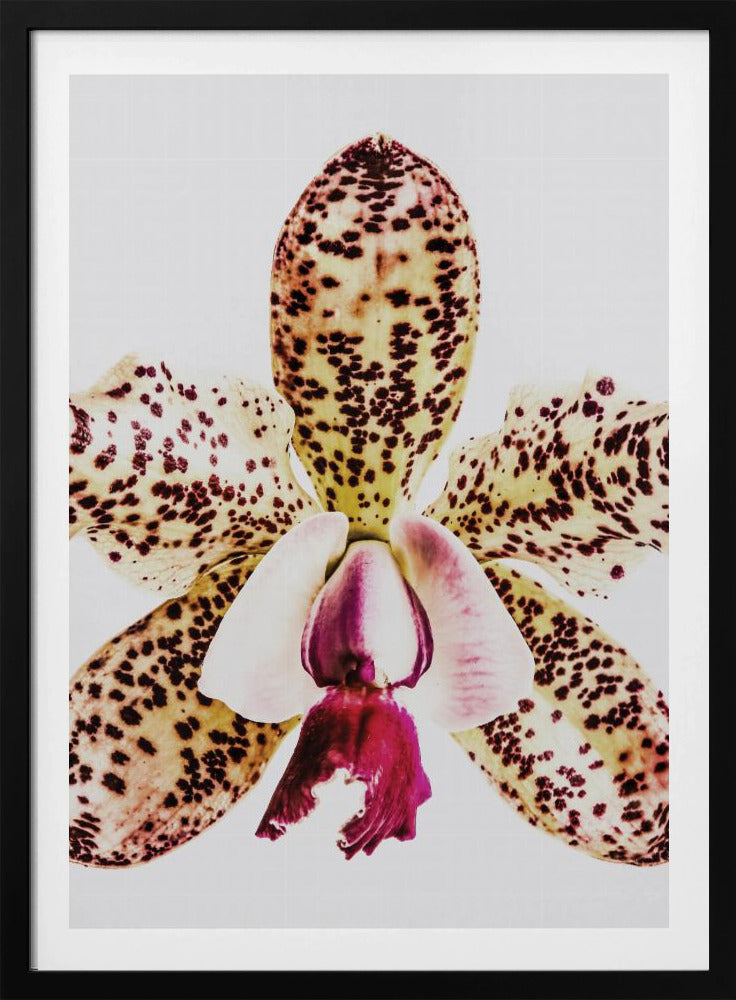 Gevlekte orchideeënuitbarsting | Poster