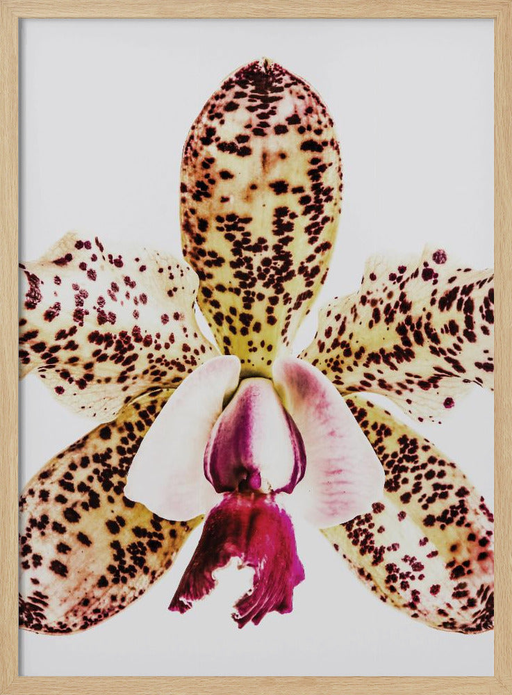Gevlekte orchideeënuitbarsting | Poster