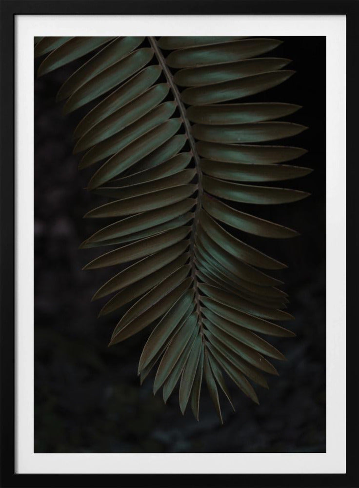 Varenblad in de schaduw | Poster