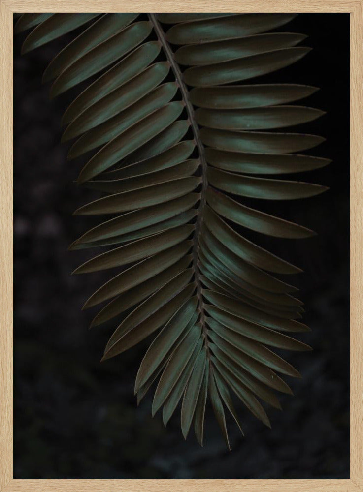 Varenblad in de schaduw | Poster