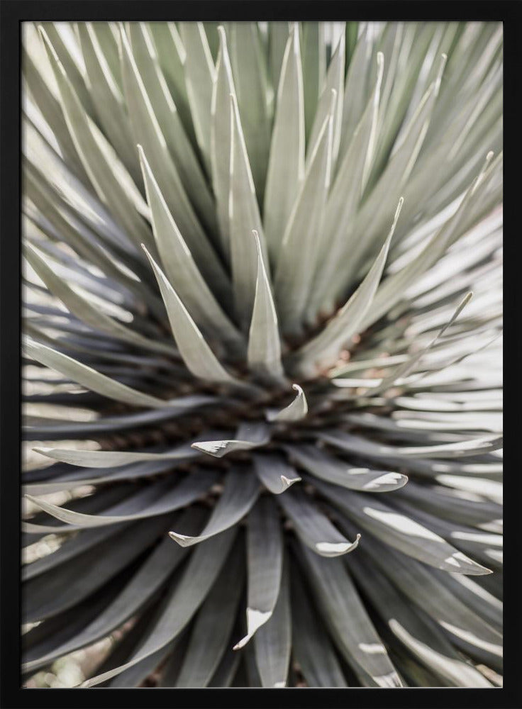 Spiky Serenity | Poster