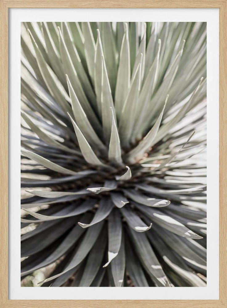 Stekelige sereniteit | Poster