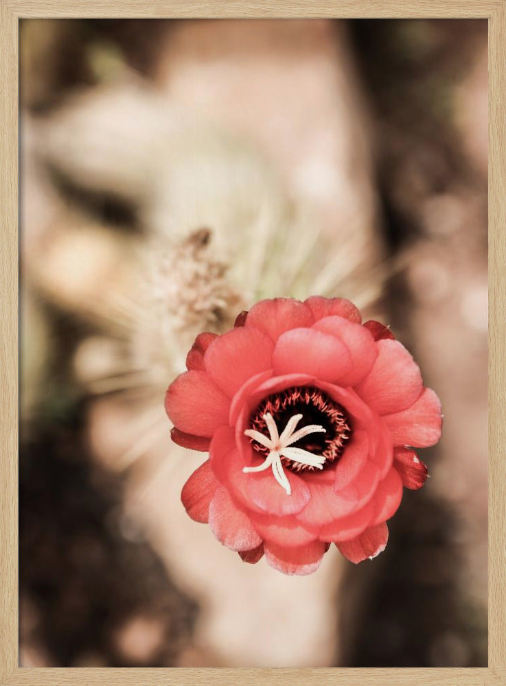 Desert Bloom Dance | Poster