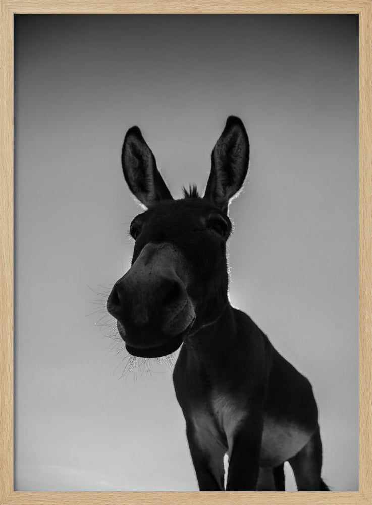 Nieuwsgierige ezelblik | Poster
