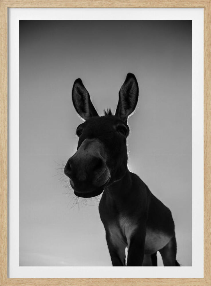 Nieuwsgierige ezelblik | Poster