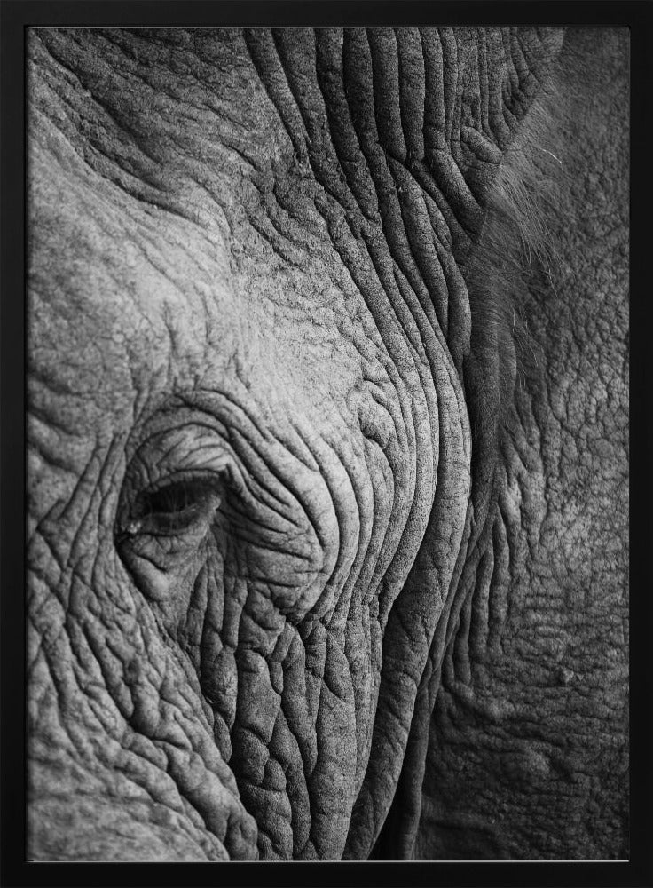 Wisdom's Wrinkles | Poster