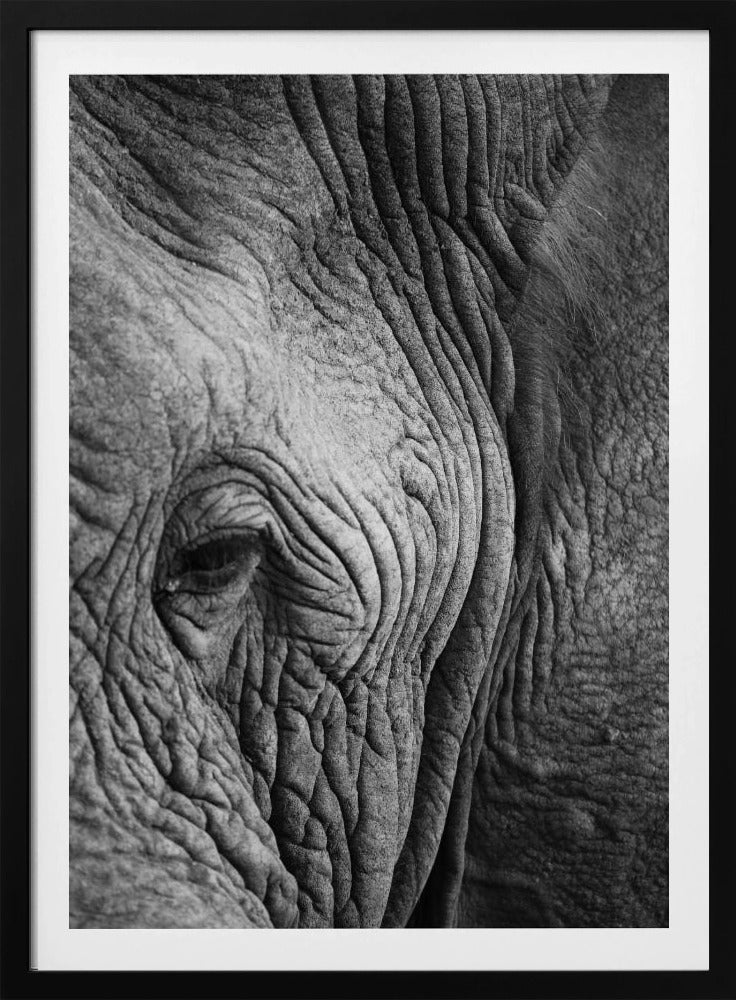 Wisdom's Wrinkles | Poster