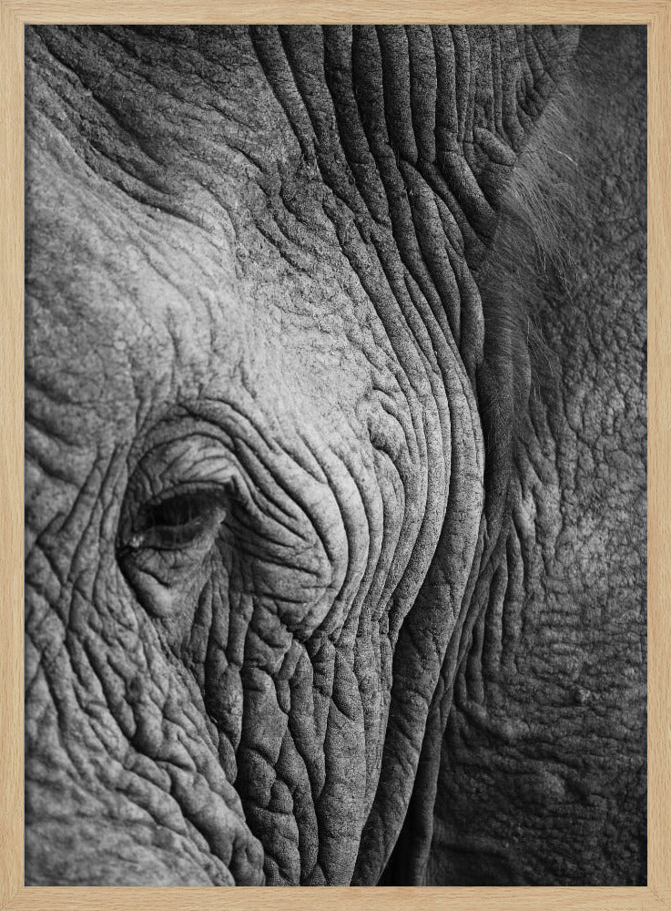 Wisdom's Wrinkles | Poster
