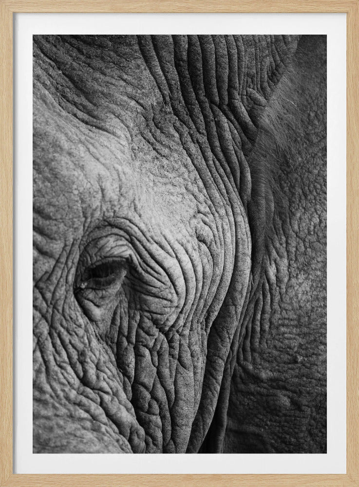 Wisdom's Wrinkles | Poster