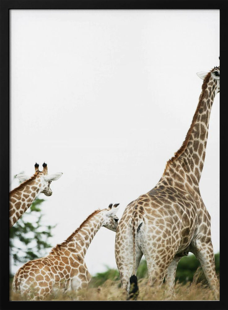 Giraffenwandeling | Poster
