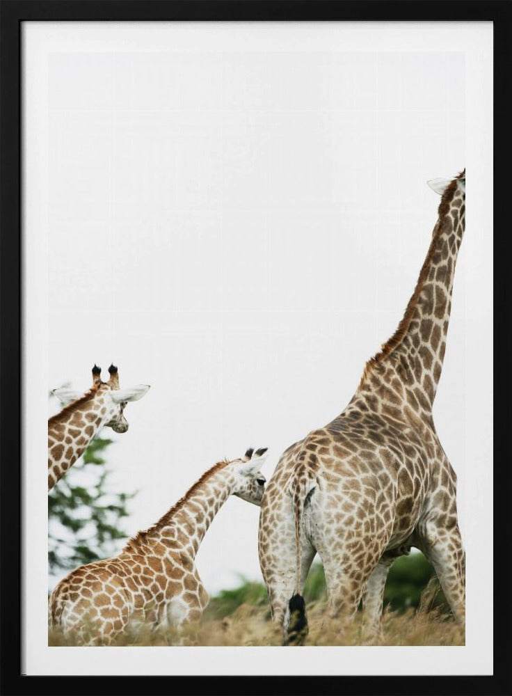 Giraffenwandeling | Poster