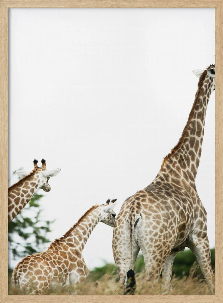 Giraffenwandeling | Poster