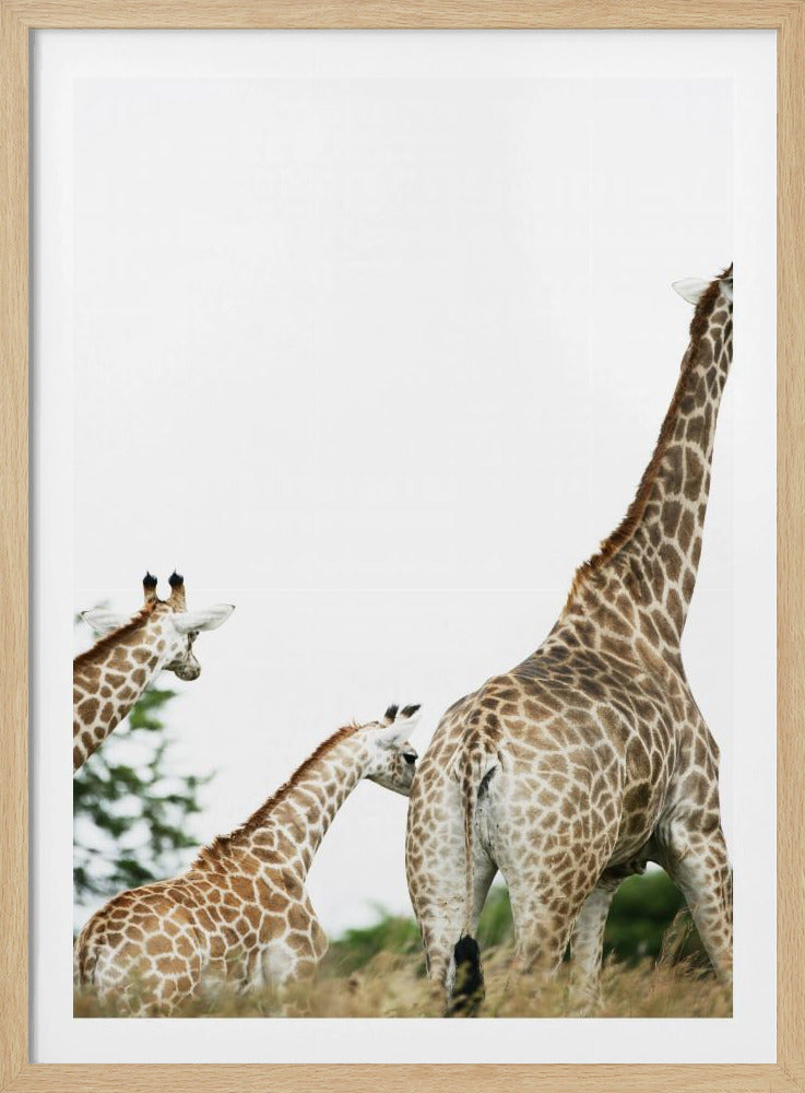 Giraffenwandeling | Poster